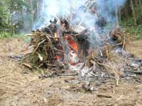 Burning stumps
May 2008